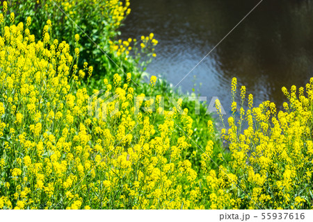川岸の菜の花 川岸の菜の花 55937616