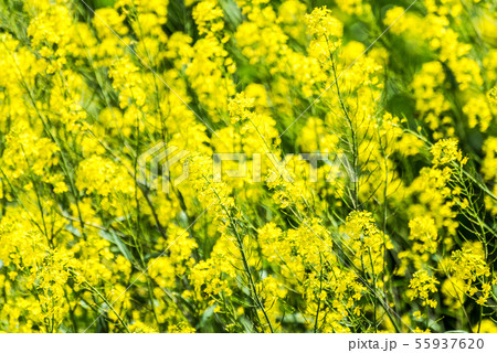 一面の菜の花 55937620