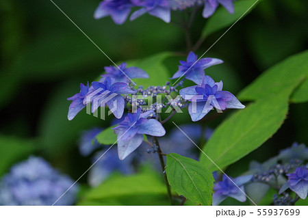 泉ボタニカルガーデンの紫陽花の写真素材