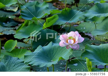 雨上がりの蓮の花 55937756