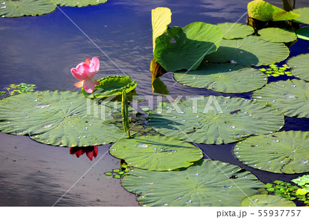 雨上がりの蓮の花 55937757