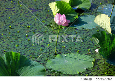 雨上がりの蓮の花 55937762