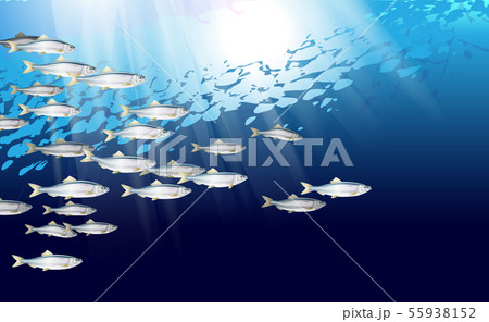 School of herring baltic fish. Marine life School of herring baltic fish. Marine life 55938152