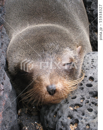 ガラパゴスオットセイ 55938327