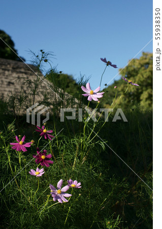 四季の散歩　秋　八塔寺 55938350