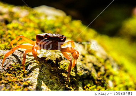 サワガニ サワガニ 55938491