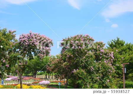 夏の公園　サルスベリの花 55938527