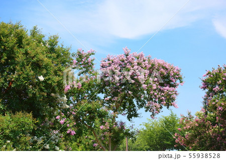 サルスベリの花 サルスベリの花 55938528
