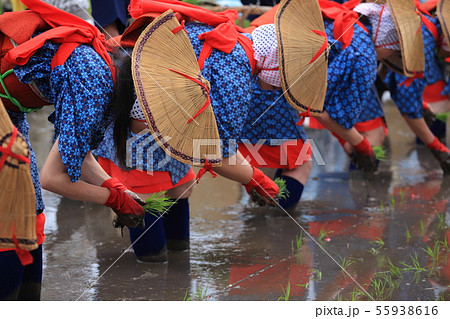 広島県 北広島町 原東大花田植 早乙女 広島県 北広島町 原東大花田植 早乙女 55938616