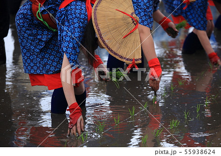 広島県 北広島町 原東大花田植 早乙女 広島県 北広島町 原東大花田植 早乙女 55938624