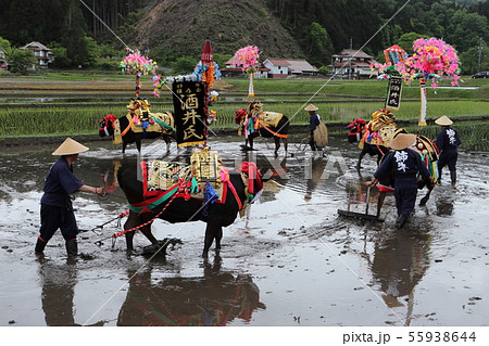 広島県　北広島町　原東大花田植　飾牛 55938644