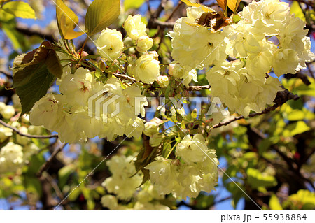 見頃を迎えた妙正寺川沿いのウコン桜(1) 55938884
