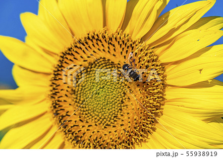 【花の都公園　ヒマワリ畑】 55938919