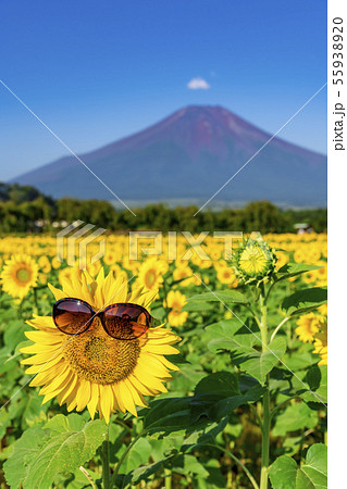 【富士山　ヒマワリ畑】 55938920