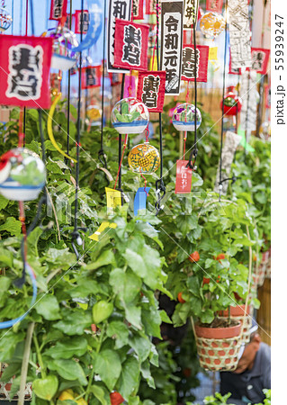 【浅草 浅草寺 ほおずき市】 【浅草 浅草寺 ほおずき市】 55939247