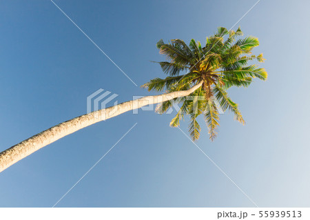 palm trees palm trees 55939513
