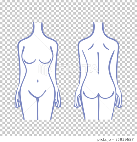 女性の胴体のイラスト 55939687