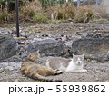 雲仙の猫 55939862