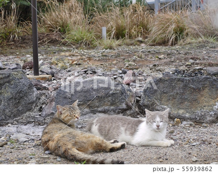雲仙の猫 雲仙の猫 55939862