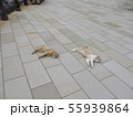 雲仙の猫 55939864
