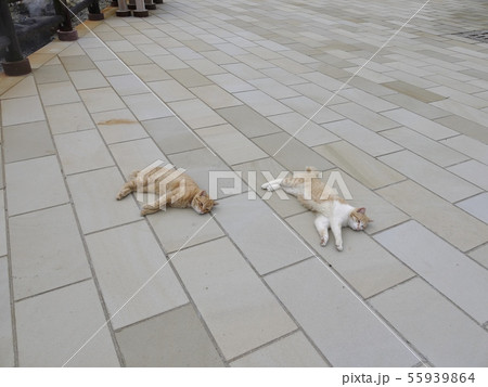 雲仙の猫 雲仙の猫 55939864