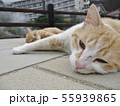 雲仙の猫 55939865