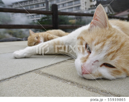 雲仙の猫 雲仙の猫 55939865