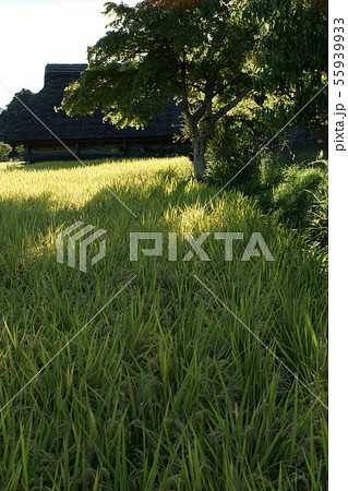 四季の散歩 秋 八塔寺 四季の散歩 秋 八塔寺 55939933