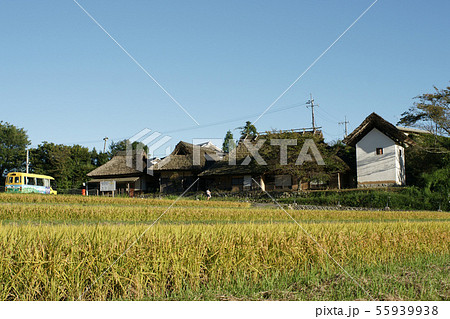 四季の散歩 秋 八塔寺 四季の散歩 秋 八塔寺 55939938