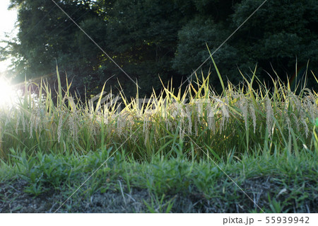 四季の散歩 秋 八塔寺 四季の散歩 秋 八塔寺 55939942