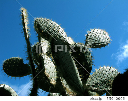 ガラパゴスの風景 55940006