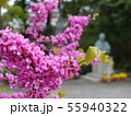 春の花 55940322