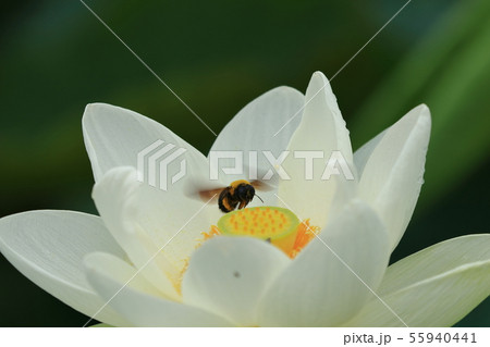 蓮の花と蜂 蓮の花と蜂 55940441
