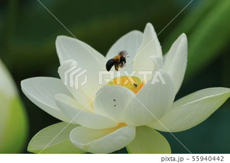 蓮の花と蜂の写真素材 [55940442] - PIXTA