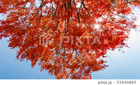 《栃木県》秋の日光、紅葉と青空 、和風イメージ、秋イメージ, 《栃木県》秋の日光、紅葉と青空 、和風イメージ、秋イメージ, 55940865