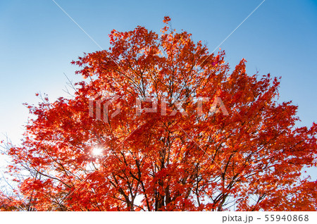 《栃木県》秋の日光、紅葉と青空 、和風イメージ、秋イメージ,  55940868