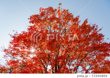 《栃木県》秋の日光、紅葉と青空 、和風イメージ、秋イメージ, 《栃木県》秋の日光、紅葉と青空 、和風イメージ、秋イメージ, 55940869