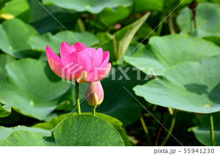 ハスの花 ハスの花 55941230
