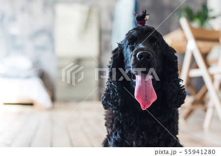 Black english springer spaniel playing in clover field 55941280
