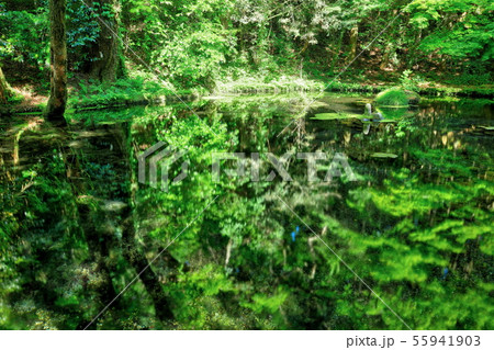 山吹水源 55941903