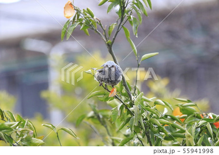 みかんを食べるヒヨドリ　 55941998