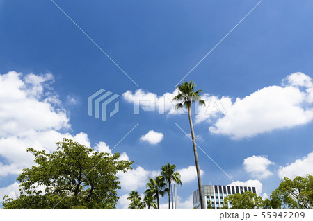 青空と街路樹のワシントンヤシ 55942209
