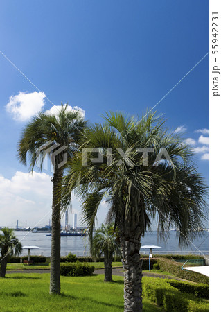 青空とワシントンヤシ 55942231