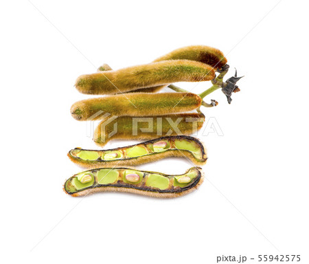 nettles brown pods with on white background nettles brown pods with on white background 55942575