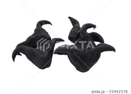 Water Caltrops, Trapa natans isolated on white 55942576