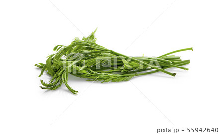 Leucaena isolated on white Background 55942640