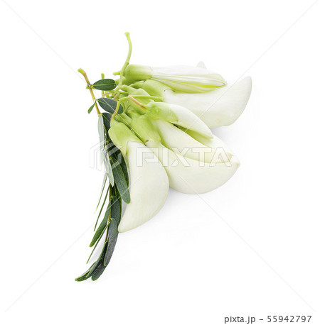 White Agasta ,Thai vegetable on white background 55942797
