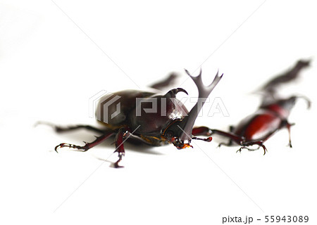カブトムシとノコギリクワガタ　白バック　昆虫　虫　生物　夏休み 55943089