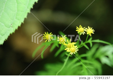 黄色い花 黄色い花 55943197
