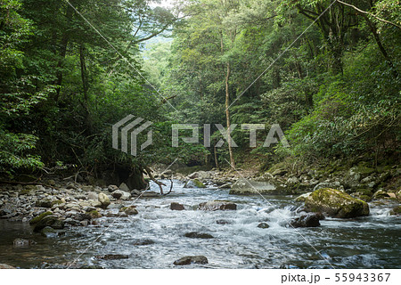 緑の森と奥十曽渓谷の清流 緑の森と奥十曽渓谷の清流 55943367